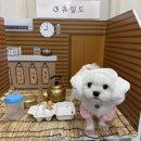 토리토토 | [부산] 휴일도 부산점 : 명지 반려동물 찜질방 애견카페