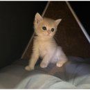 도도한강아지 이미지