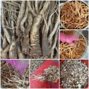 가월가물치 이미지