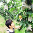 사슴이랑 배랑 농원 이미지