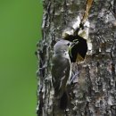 황금새(Narcissus Flycatcher). 오색딱다구리(Great Spotted Woodpecker) 이미지