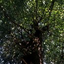 꽃이야 나무야 파주 이미지