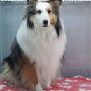 리틀애견 이미지