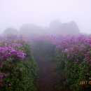 보성야생화 이미지