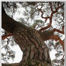 서창 소나무 이미지