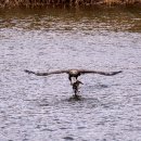 오리사냥 이미지