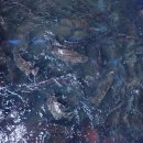 조부장바다낚시터 이미지