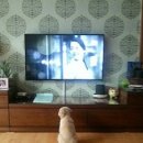 하늘아래 첫동네 꿩밭 이미지