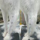 그루밍 캐나다 이미지