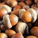 도토리고을 이미지