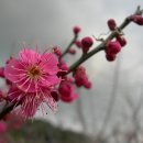 이뿌지요