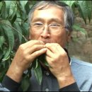 피리부는아저씨 이미지