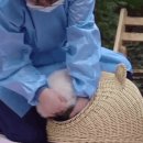 판다바구니 이미지