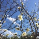 청룡동-30 이미지