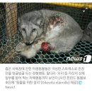 한 해 8400만 마리 밍크들, 산 채로 온몸이 찢긴다 이미지