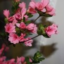 우리봄이네 이미지