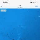 도그베이 이미지