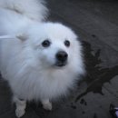 한강동물병원 | 제주시 호호동물병원 강아지 쿠싱검사 LDDST 후기 쿠싱증후군 의심증상 검사방법 비용정보 공유!