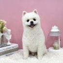 댕그루밍 이미지