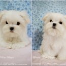 그리시아 화이트 매직 이미지