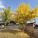 능주향교 은행나무 이미지