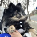 주말 산책으로 강아지 스트레스 풀어주기!/강아지 스트레스해소, 다이소 하네스 착용하고 주말 산책