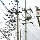 까치인터넷 이미지