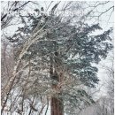 황지어린이집_경계10m | 함백&amp;태백산 연계산행(유일사주차장~주목군락지~장군봉~천제단~망경사~반재삼거리~당골광장~주차장 9.1k...