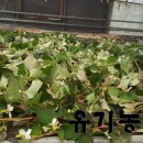 장속농장 네이버블로그