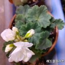 아이꽃 - 안양시 동안구 갈산로 49 | 아이꽃