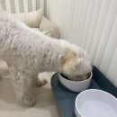 땡큐 베리 도그 이미지