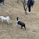 애견랜드 이미지