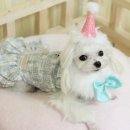 럭셔리애견사랑 이미지