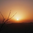 금산약초 이미지