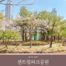 동탄센트럴파크 게이트볼장 | 동탄 벚꽃 명소 센트럴파크 공원 경기도 가볼만한곳 정보