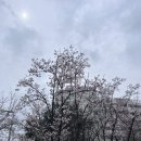 후라이드참잘하는집(역곡소사점) | 4월 일상(벚꽃구경/집들이/먹고 먹는 일상)