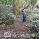 해안동 왕벚나무 이미지