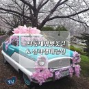 괘법르네시떼역(경전철) | [공지] [부산 사상구 벚꽃 명소] 낙동제방벚꽃길 삼락생태공원, 분홍빛 설레임 가득한 산책
