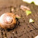 느린 달팽이 이미지