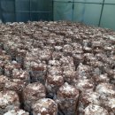 한상태농장 이미지