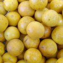 탱자나무 및 효능 이미지