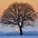 나무한그루 이미지