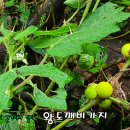 남미목장 이미지