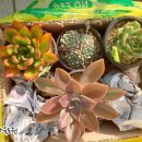 이언농장 이미지