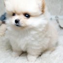 강쥐애견샵 이미지