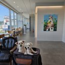 펫츠아일랜드 수월점 이미지