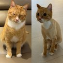 하이냥이 | 고양이무마취미용 고양이교감미용실 구로구고양이미용실 [하이냥이]