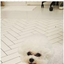 까미애견샵 네이버블로그