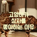 상자 안 고양이