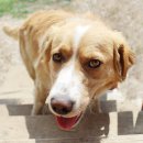 아이웰 동물의료센터 이미지